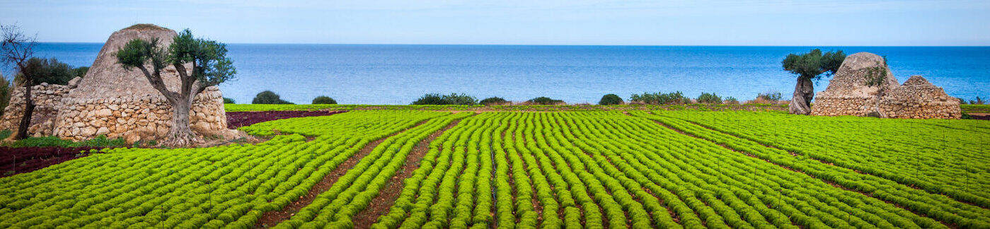 campagne della Puglia